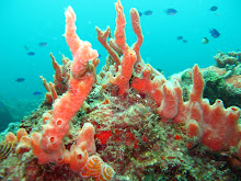 Bajo el mar...estructuras arrecifales