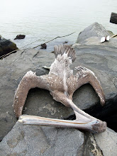 Morirá el pelicano por que así es la muerte cuando hay soledad...