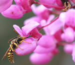 Other pollinators