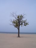 [beach+tree.jpg]