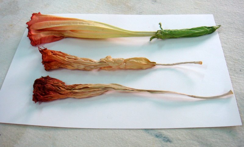 [4+G+INSPIRAÇÃO.JPG]