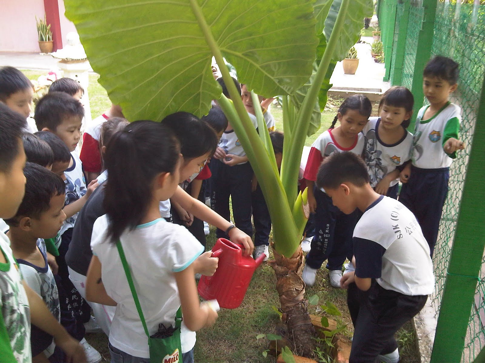 ''Live and love green" Water plants in the evening