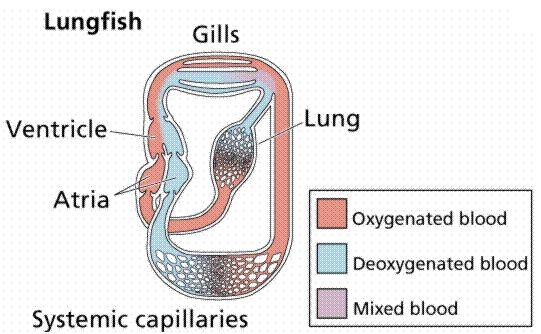 lovescience: Fish Respiratory System
