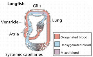 lovescience: Fish Respiratory System