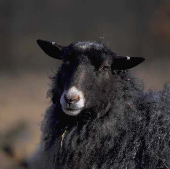 Овцы черного цвета. Черный баран. Черная овца. Черный кудрявый баран. Черный ягненок.