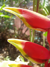 Lobster Claw plant
