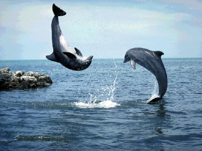 http://1.bp.blogspot.com/_tR4ydijURnA/S6qVS_2tMKI/AAAAAAAABjk/K9vnzxN_vP4/s1600/Dolphins+Playing.jpg