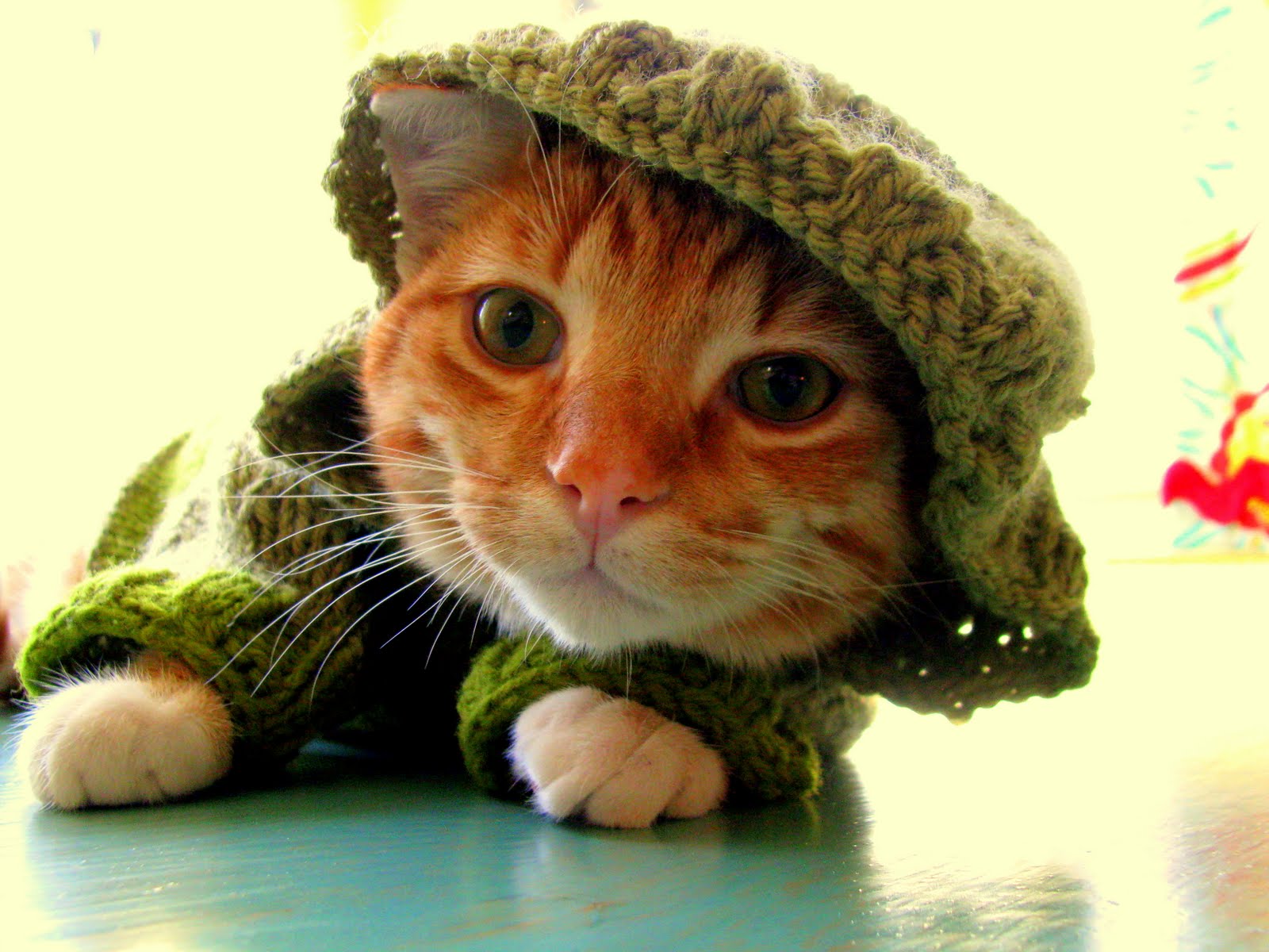 A Schott of Class: The Cats Out Of The Hoodie