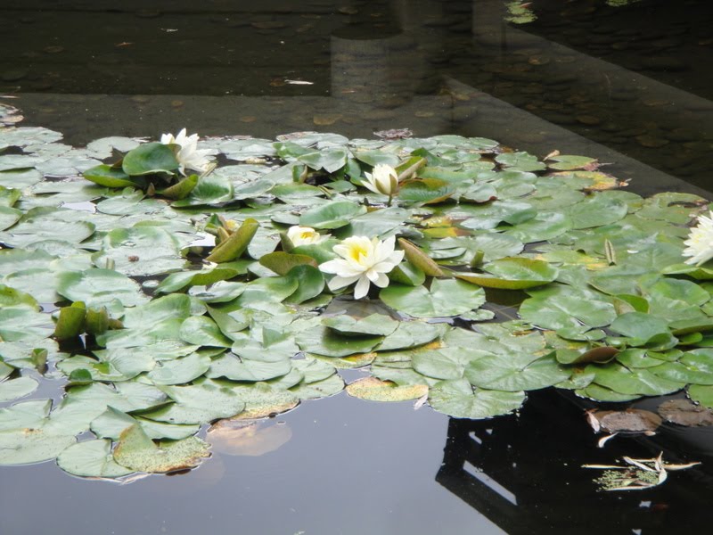 Juan's ESL (Español como Segunda Lengua) Blog: 0807 Lan Su Garden, El