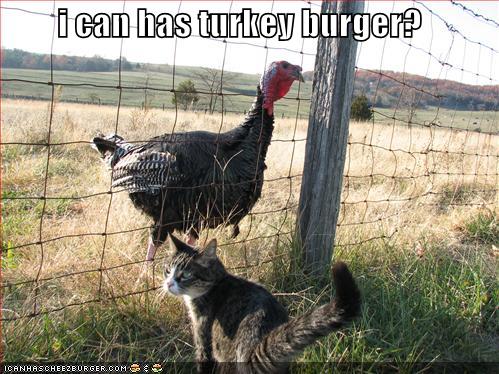 funny turkey pictures. and share a funny moment.