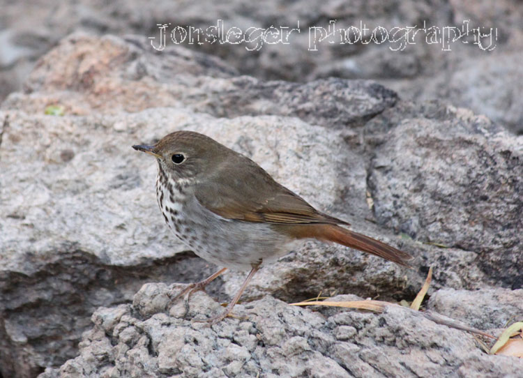 Northern Illinois Birder Hermit Thrush