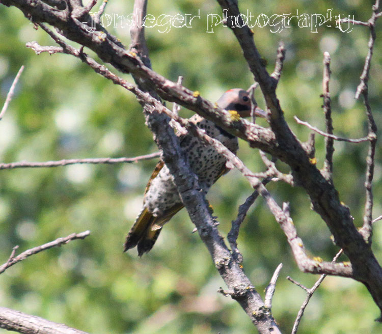 Northern Illinois Birder: Northern Flickers: Yellow-shafted & Red-shafted