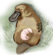 Ornitorrinco – Wikipédia, a enciclopédia livre