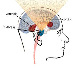 dopamine 2009 excerpts favorite reward role