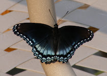 Red Spotted Purple