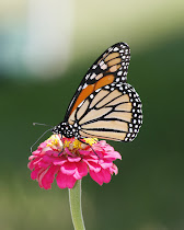 Monarch Wings Together