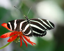 Zebra Heliconian