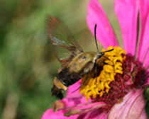 Clearwing Moth/Hummingbird or Snowberry