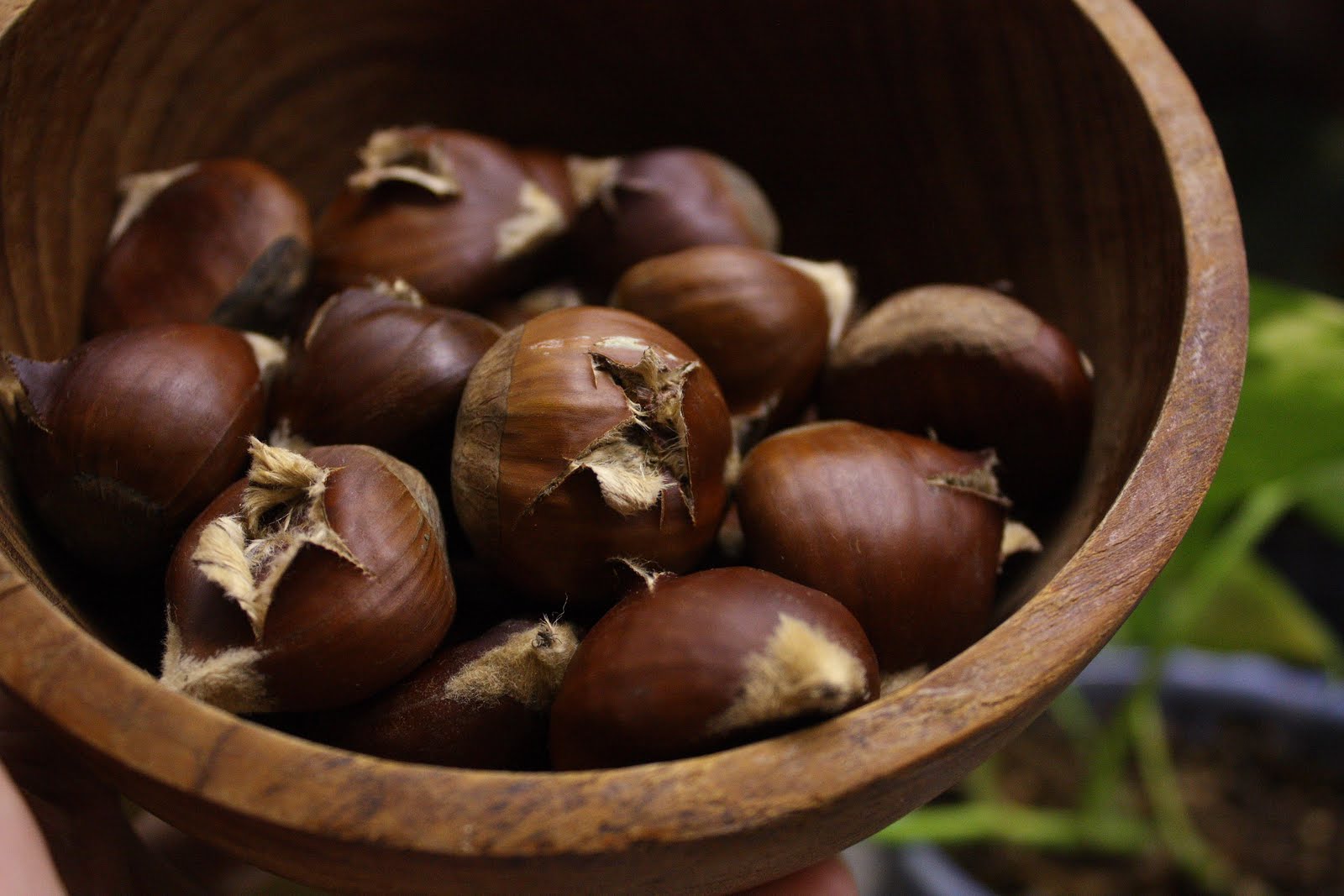 Kina Wilde Moldy Chestnuts