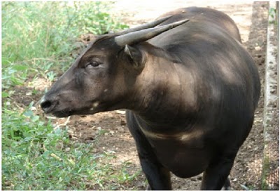 ANOA - VISITINDONESIA-PARADISE.BLOGSPOT.COM