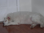 Buddy the American Eskimo Dog