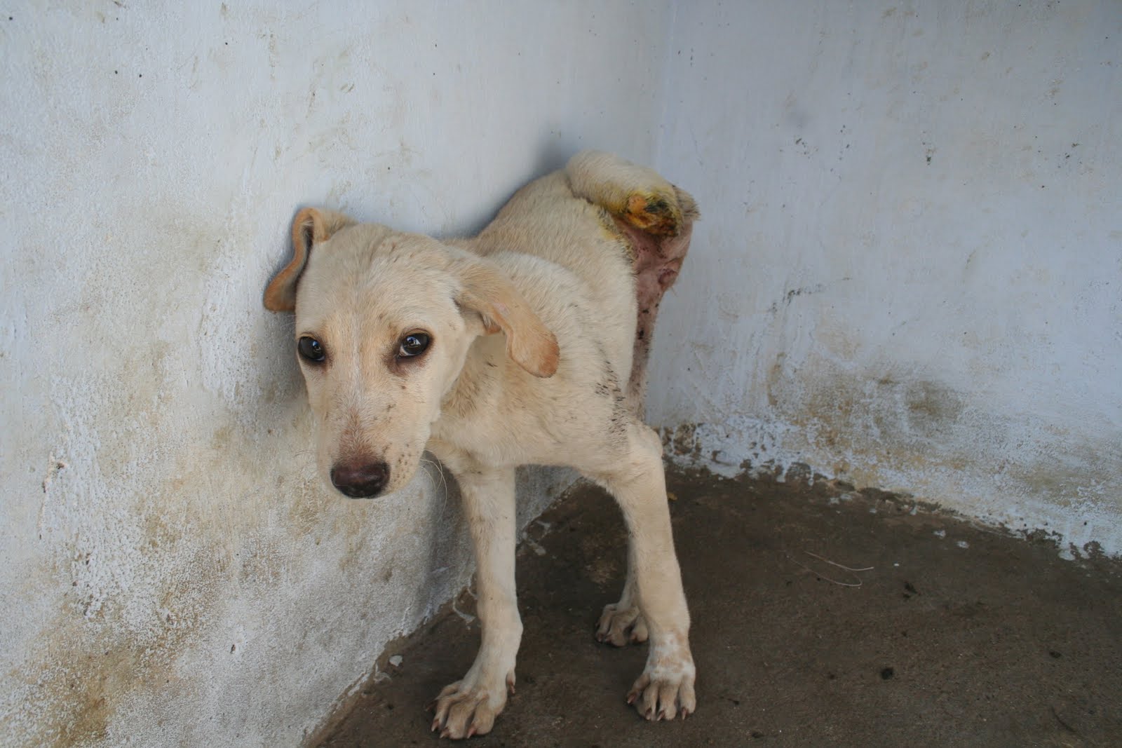 ASHA Animals Foundation Save Street Dogs Life asha-animals-foundation-save-street-dogs-life