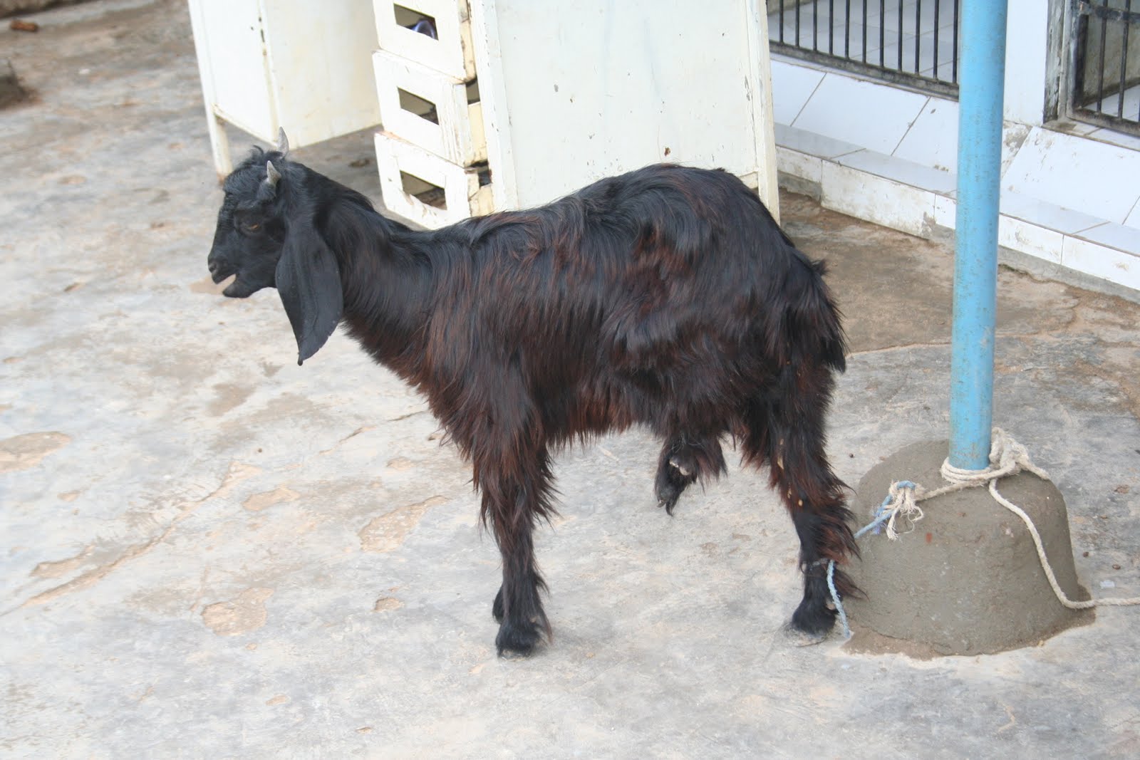 ASHA animals foundation Injured Goat