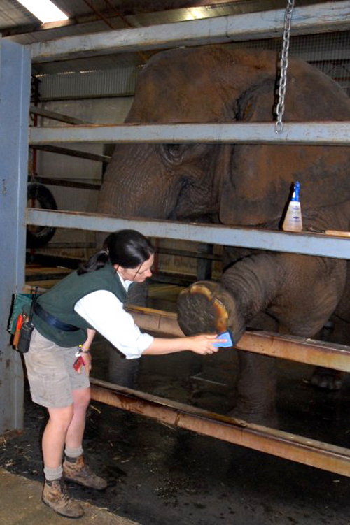 Fran Jurga`s Hoofcare + Lameness Favorite Photo Proof That Elephants