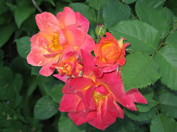 A Sepal, petal, and a thorn