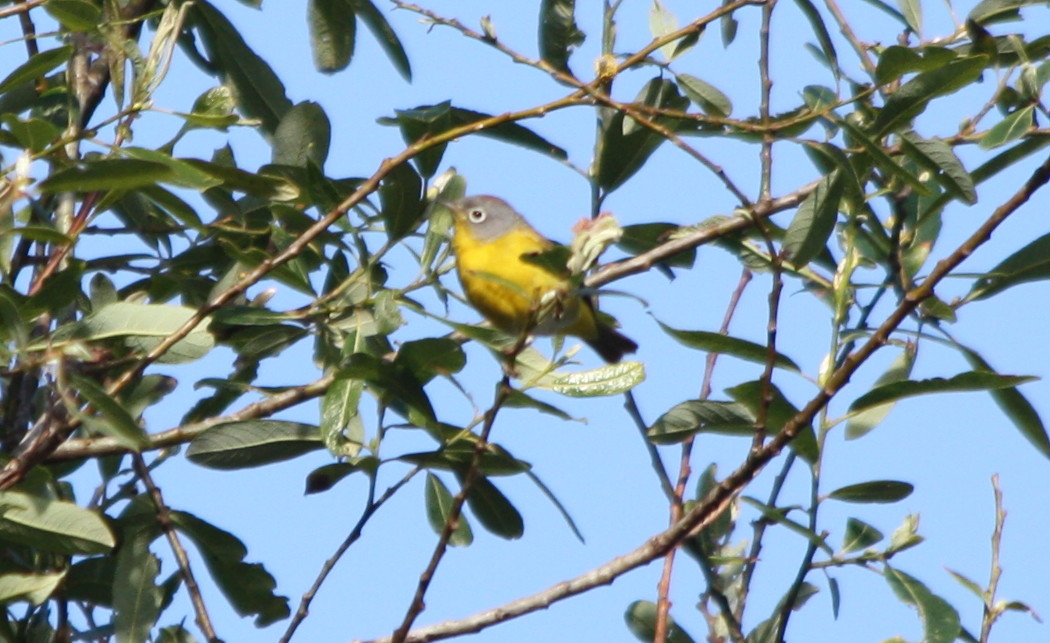 Green Birding (and Nature) in Central California Birds Keep Me Guessing