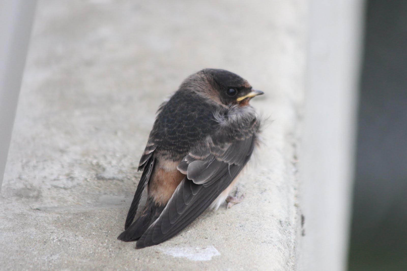 Green Birding (and Nature) in Central California Juvenile Birds