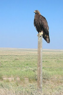 bird golden eagle prairie Colorado