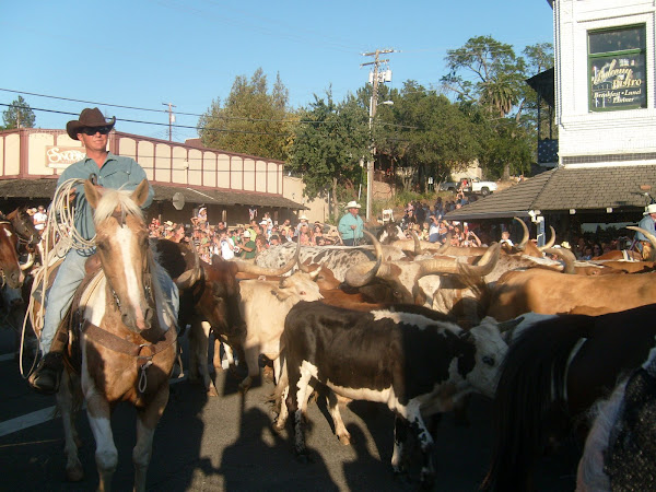 Running of the Bull's Folsom, CA