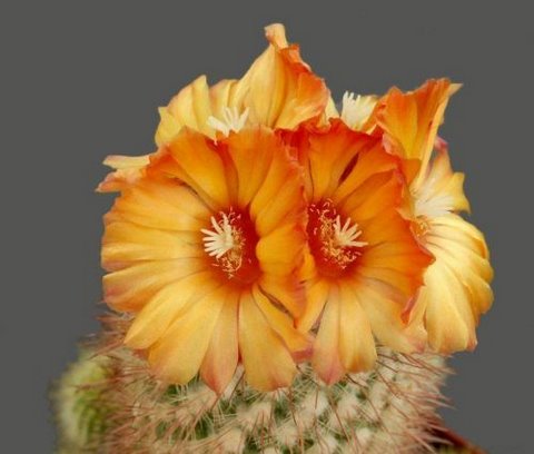 [cactusflowers29fh8-733250.jpg]