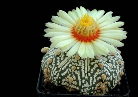 [cactusflowers05bd0-740249.jpg]