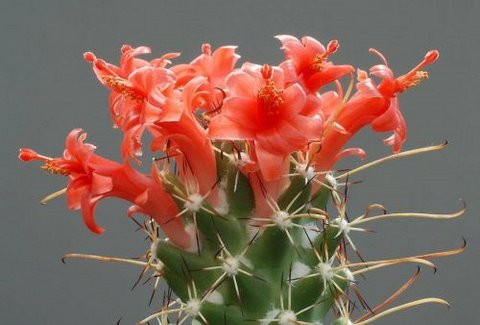 [cactusflowers01xw7-750157.jpg]