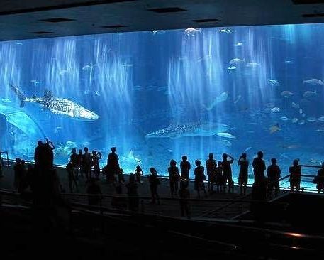 [giant+aquarium+flickzzz.com014-765480.jpg]