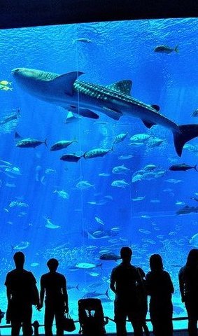 [giant+aquarium+flickzzz.com+2001-766121.jpg]