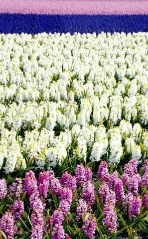 [flower+garden+in+holland+flickzzz.com+005-789505.jpg]