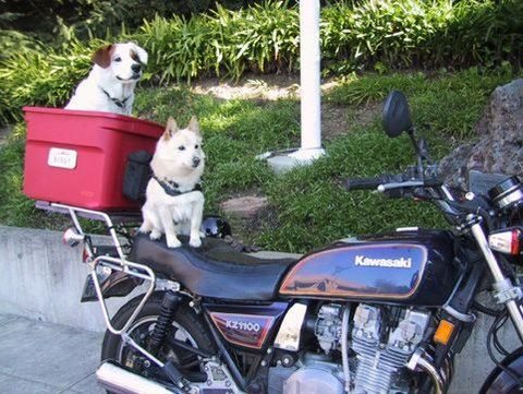 [flickzzz.com+biker+dogs+2001-761434.jpg]
