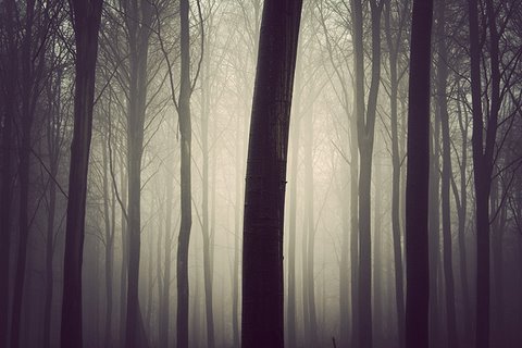 [flickzzz.com+trees010-771134.jpg]