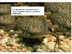 TE PRESENTO A XENOPUS LAEVIS: MUY SENSIBLE EN PRESENCIA DEL GLIFOSATO