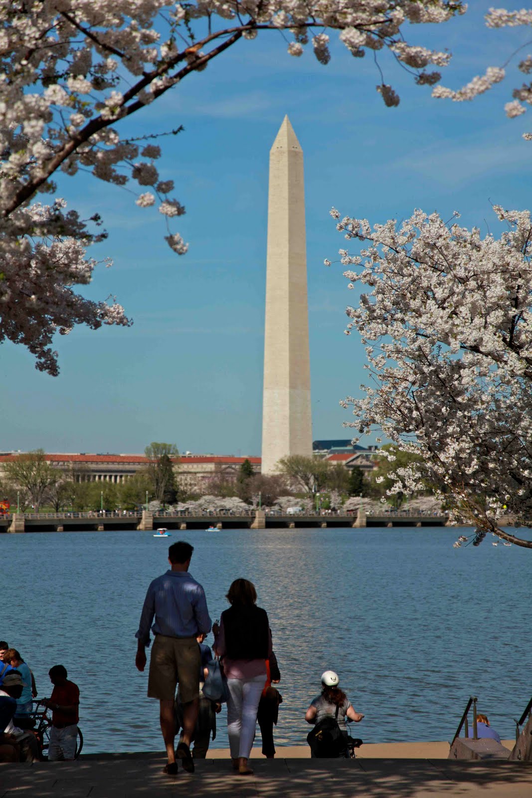 Bayside Ramblings Cherry Blossom Festival in Washington DC