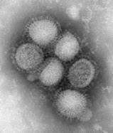 A H1N1 News On My Blog