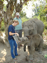 Elephant calves Assam