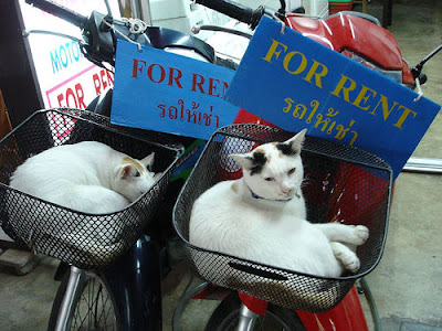cats in bike baskets with for rent sign