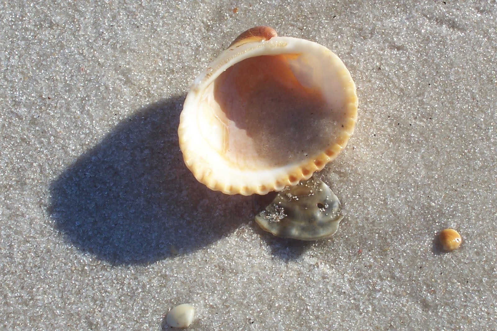 Aprons and More June 2010