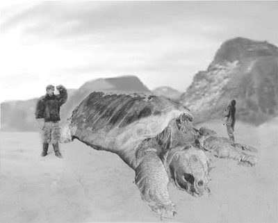 polar+turtle2.jpg