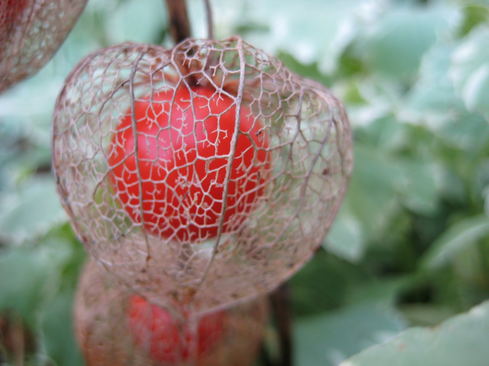 Bringin' the Cheese: Day 304 - Chinese Lanterns
