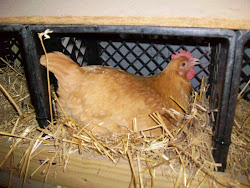 chicken coop jackson tn 3
